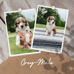 Boy 2 - Red merle Aussiedoodle puppy in Kevil, Kentucky from HK Aussiedoodles