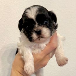 Girl 2 - Black and white female Shih Tzu puppy in Stroud, Oklahoma from Laik’s Little Shihtz & Poms