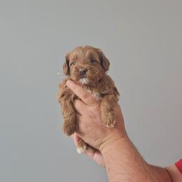Cinnamon - Red  female Goldendoodle puppy in South Jordan, Utah from Lucky Doodle Pups