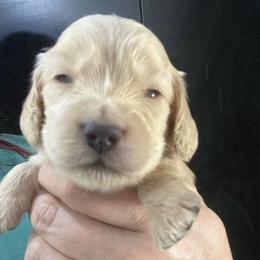 Alexis Faith - Cream female Dachshund puppy in Bigfork, Minnesota from Dachshunds Up North