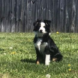 Miniature Australian Shepherd Puppies from Copper Line Aussies