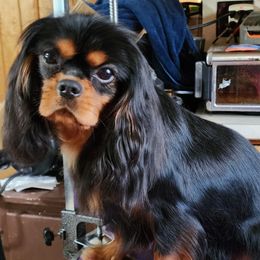 Valor - Cavalier King Charles Spaniel
