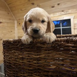 Golden Retriever Puppies from Apple Country Retrievers