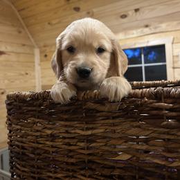 Golden Retriever Puppies from Apple Country Retrievers