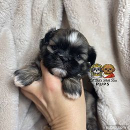 Harvey - Sable male Shih Tzu puppy in Walkertown, North Carolina from Lil’ Bit’s Shih Tzu