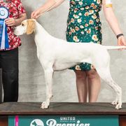 Black and Tan Coonhounds and Pointers from Oldtown Hounds & Pointers