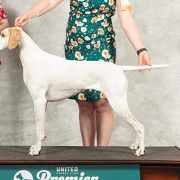 Black and Tan Coonhounds and Pointers from Oldtown Hounds & Pointers