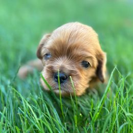 Girl 4 - Ruby female Cavalier King Charles Spaniel puppy in Wilton, California from Becky's Cavalier King Charles Spaniels