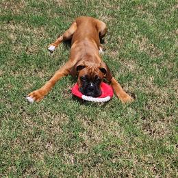 Boxer Puppies from SmashBox Kennel
