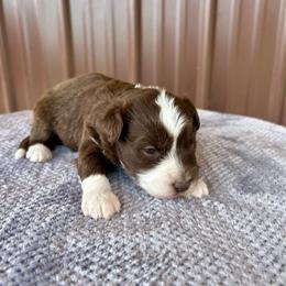 Boy 2 - Red tri-color male Aussiedoodle puppy in Edgar Springs, Missouri from Scott’s Aussies LLC