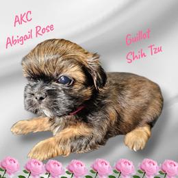 Abigail Rose - Sable female Shih Tzu puppy in Picayune, Mississippi from Guillot Shih Tzu