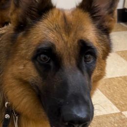 Joga - German Shepherd