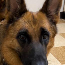 Joga - German Shepherd
