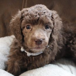 Poodles from Caelestis Poodles