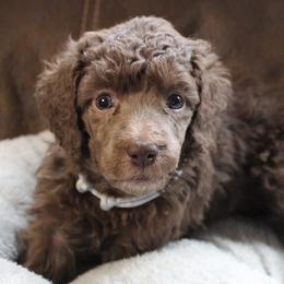 Poodles from Caelestis Poodles