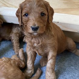 Goldendoodle Puppies from Heartshine Doodles