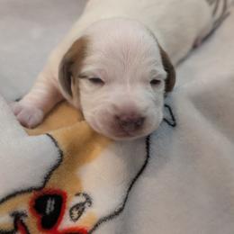 Boy born 1st - Piebald male Dachshund puppy in Bunnell, Florida from Briana's Dachshunds