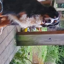 Pearly - Bernese Mountain Dog