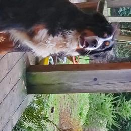 Pearly - Bernese Mountain Dog
