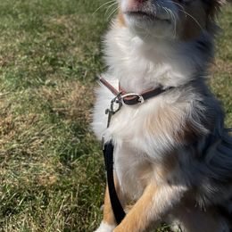 Aussiedoodles and Toy Australian Shepherds from Ivy Meadows and Friends