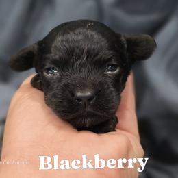Blackberry - Black female Cockapoo puppy in Perry, Arkansas from Parker's Cockapoos