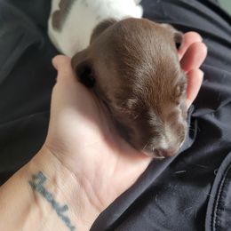 Boy 2 - Liver and white male German Shorthaired Pointer puppy in North Liberty, Iowa from Luna's GSP