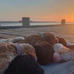Poodle Puppies from White Willow Poodles