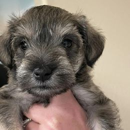 Miniature Schnauzers from Bryant Miniature Schnauzers
