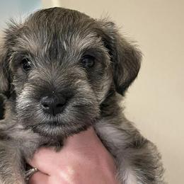Miniature Schnauzers from Bryant Miniature Schnauzers