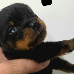 Boy 4 T litter - Black and tan male Rottweiler puppy in San Antonio, Texas from HAUS OF RZA