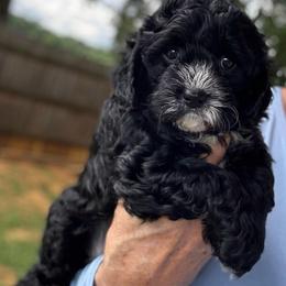 Sally - Black female Cavapoo puppy in Courtland, Alabama from Ponderosa Frenchies and Cavapoo’s
