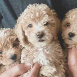 Labradoodles and Maltipoos from Brunosdoodleslv