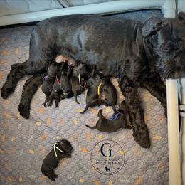 Blue collar - Black male Schnoodle puppy in World Golf Village, Florida from Gunnie Luv, LLC