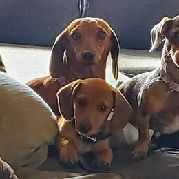 Dachshunds from Matzke Little Love Bugs