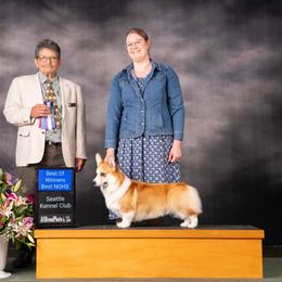 Ziggy - Pembroke Welsh Corgi