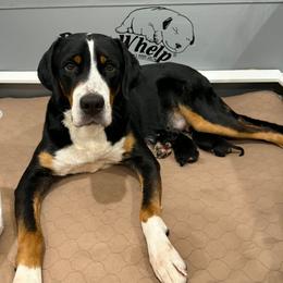 Kylie - Black, white and red female Greater Swiss Mountain Dog puppy in Knoxville, Maryland from Dahlgren Swissys