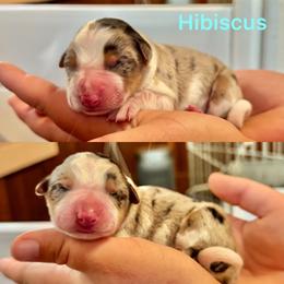 Hibiscus - White and blue merle male Border Collie puppy in Santa Cruz, California from Von Guadachi German Shepherds & Audacity Border Collies