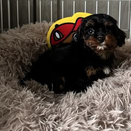 Cavapoo Puppies from Susan Worrell