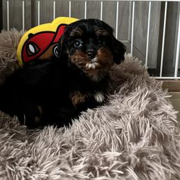 Cavapoo Puppies from Susan Worrell