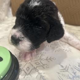 Benny - Parti male Poodle puppy in Mobile, Alabama from Semmy’s Standard Poodle LLC