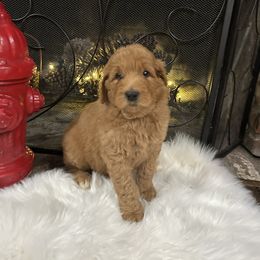 Goldendoodle and Yorkshire Terrier Puppies from Pups of the Lowcountry