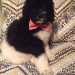 Poodle Puppies from Timber Hills Poodles and Doodles