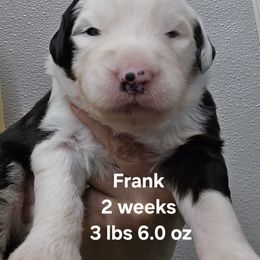 Frank - Black and white male Old English Sheepdog puppy in Sutherlin, Oregon from Sapphire Eyes Sheepdogs