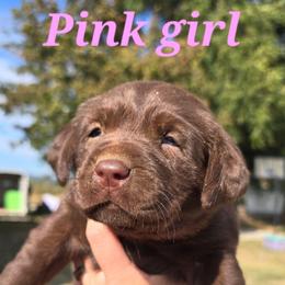 Chocolate female - Chocolate female Labrador Retriever puppy in Clayton, Washington from Full House Ranch Labradors