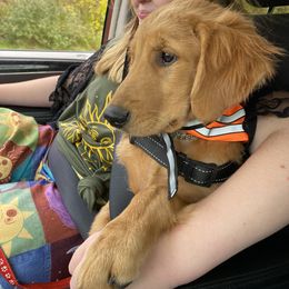 Golden Retriever Puppies from DeClercks Goldens