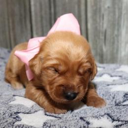 Darling - Dark golden female Golden Retriever puppy in Guthrie, Oklahoma from Raised Right Pups
