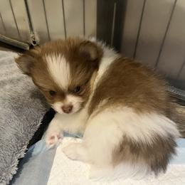 Boy 1 - Chocolate parti male Pomeranian puppy in Maplefalls, Washington from Snow peak poms