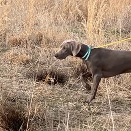 Weimaraners from Misty Mountain Weimaraners