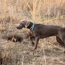 Weimaraners from Misty Mountain Weimaraners