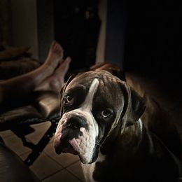 Boxers from Ocala Wiggle Butt Boxers